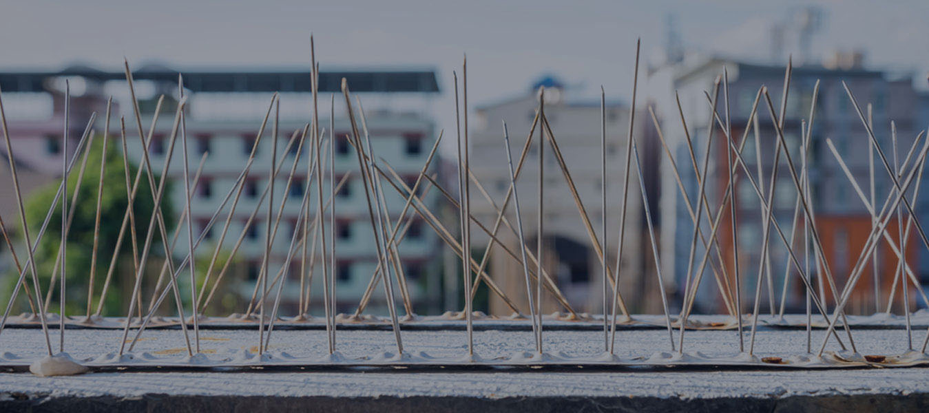 Bird Spikes  In baner