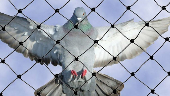 Anti Bird Nets In alandi 