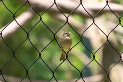 Anti Bird Nets In Pune