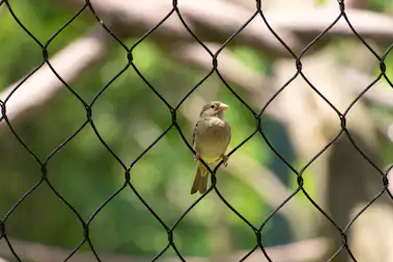 Anti Bird Nets In Pune